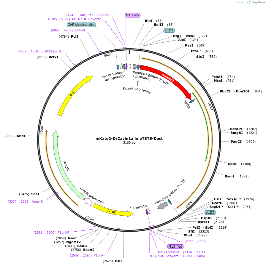 194294-plasmid-map-sequence-id-380104