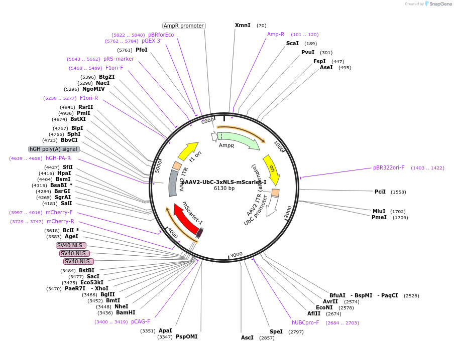 191099-plasmid-map-sequence-id-380113