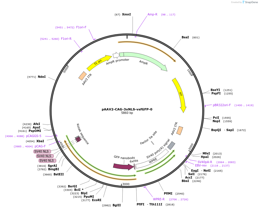 191097-plasmid-map-sequence-id-380121