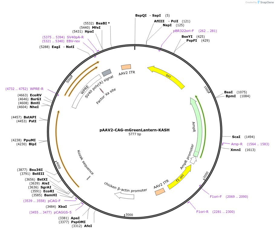 191094-plasmid-map-sequence-id-380125