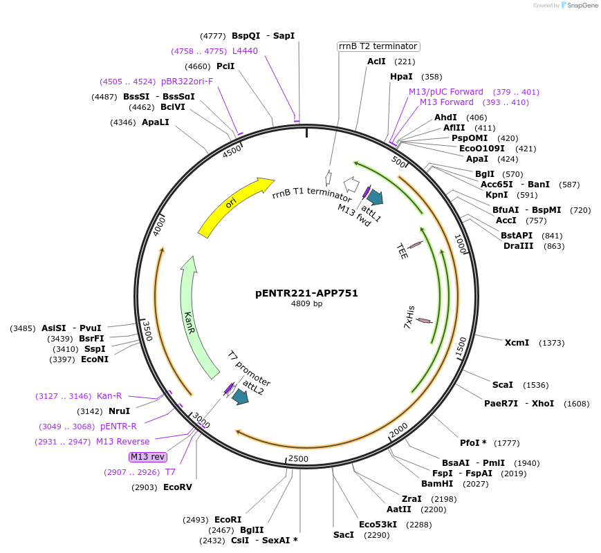 193772-plasmid-map-sequence-id-380127
