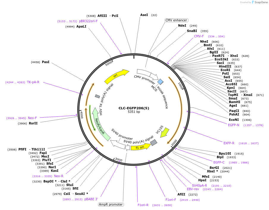 193573-plasmid-map-sequence-id-380171