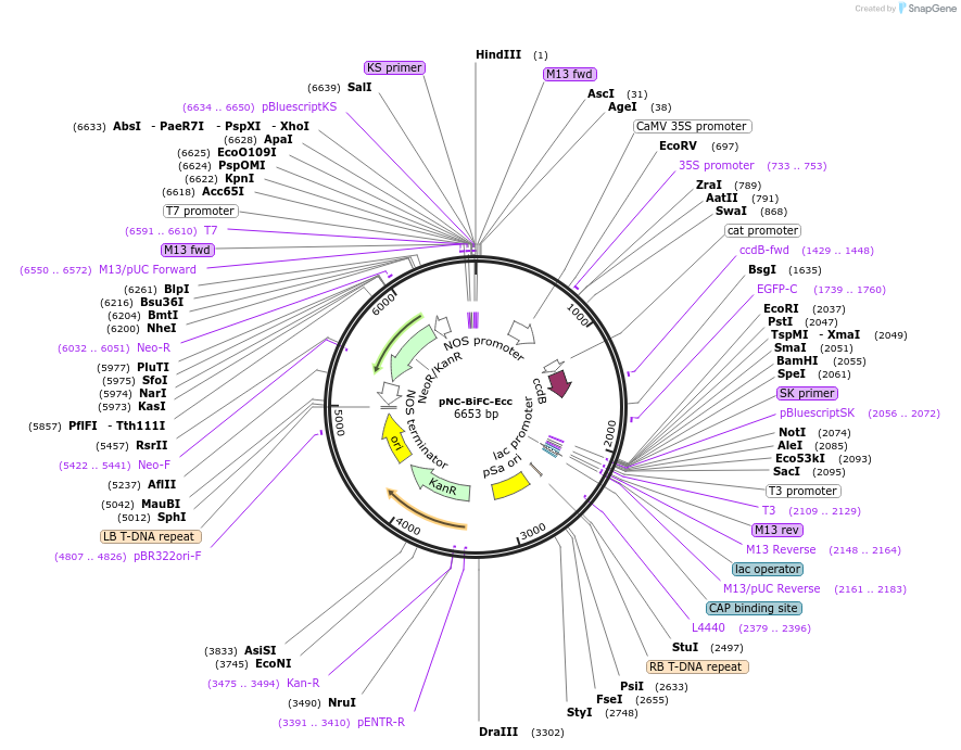 193433-plasmid-map-sequence-id-380172