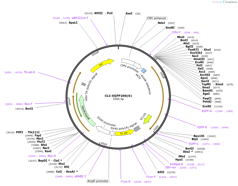 193574-plasmid-map-sequence-id-380173