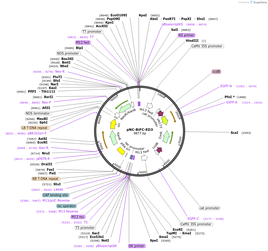 193428-plasmid-map-sequence-id-380175
