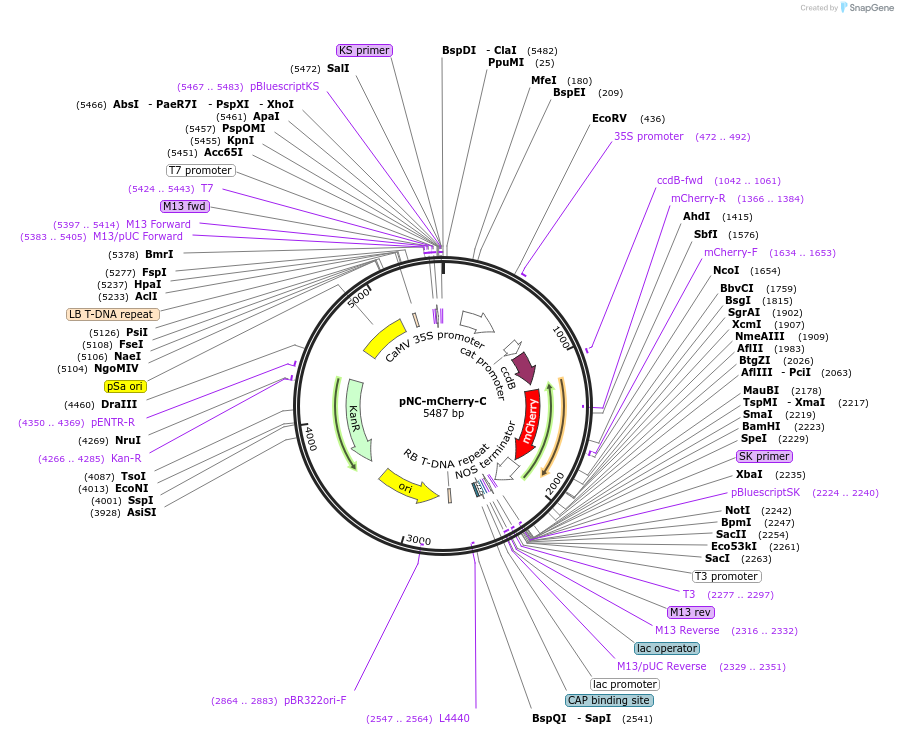 193415-plasmid-map-sequence-id-380178