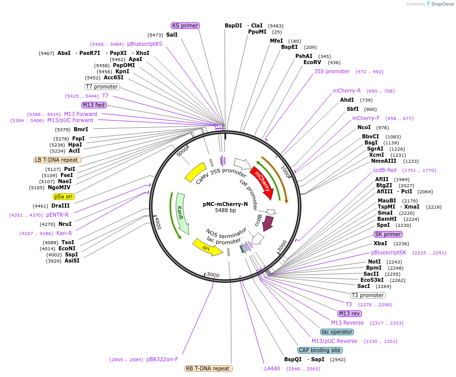193414-plasmid-map-sequence-id-380180
