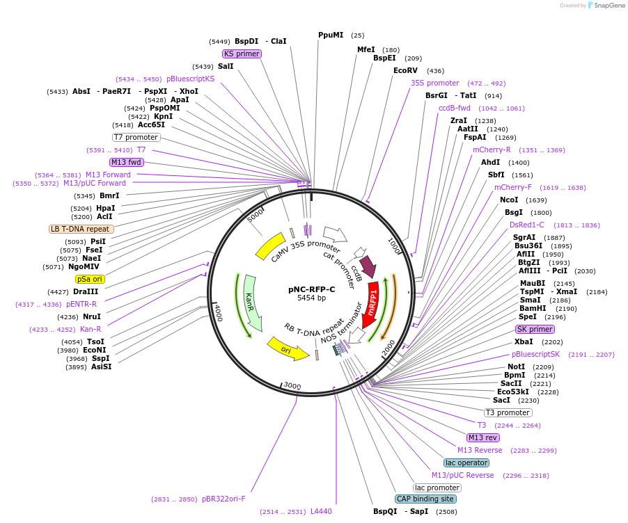 193413-plasmid-map-sequence-id-380181