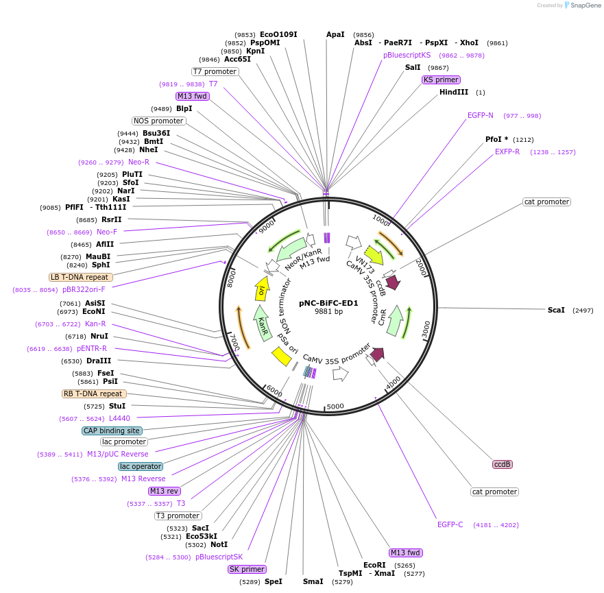 193426-plasmid-map-sequence-id-380183
