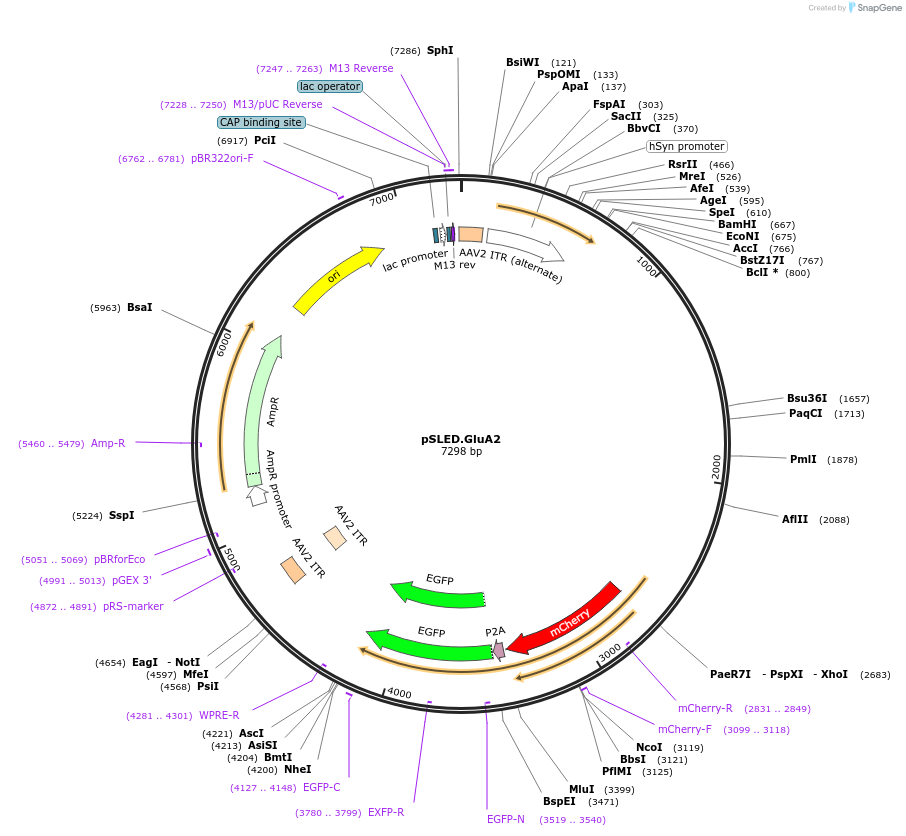 193017-plasmid-map-sequence-id-380189