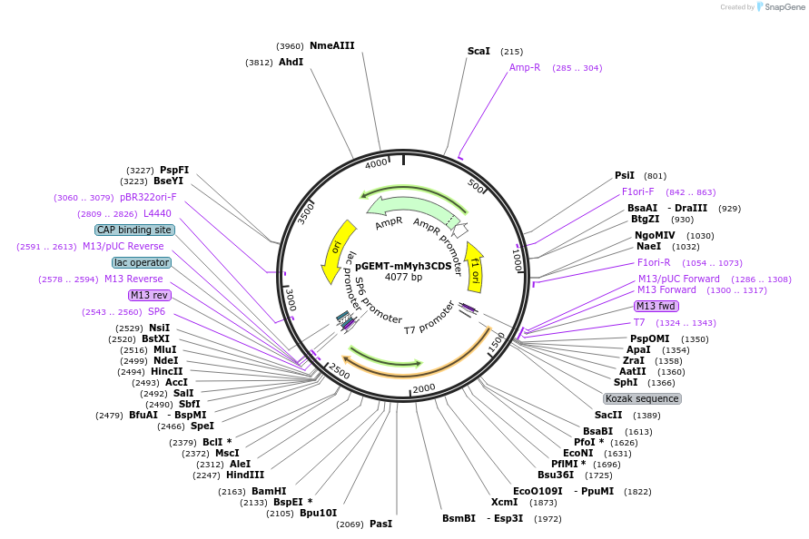 192843-plasmid-map-sequence-id-380192