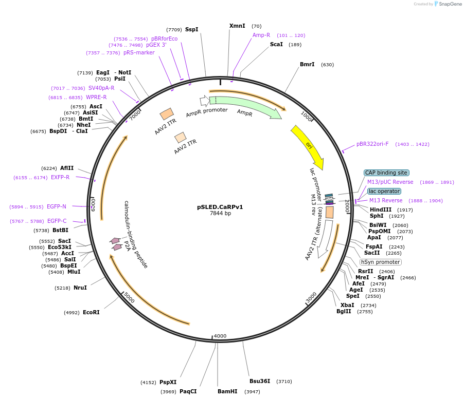 193018-plasmid-map-sequence-id-380194