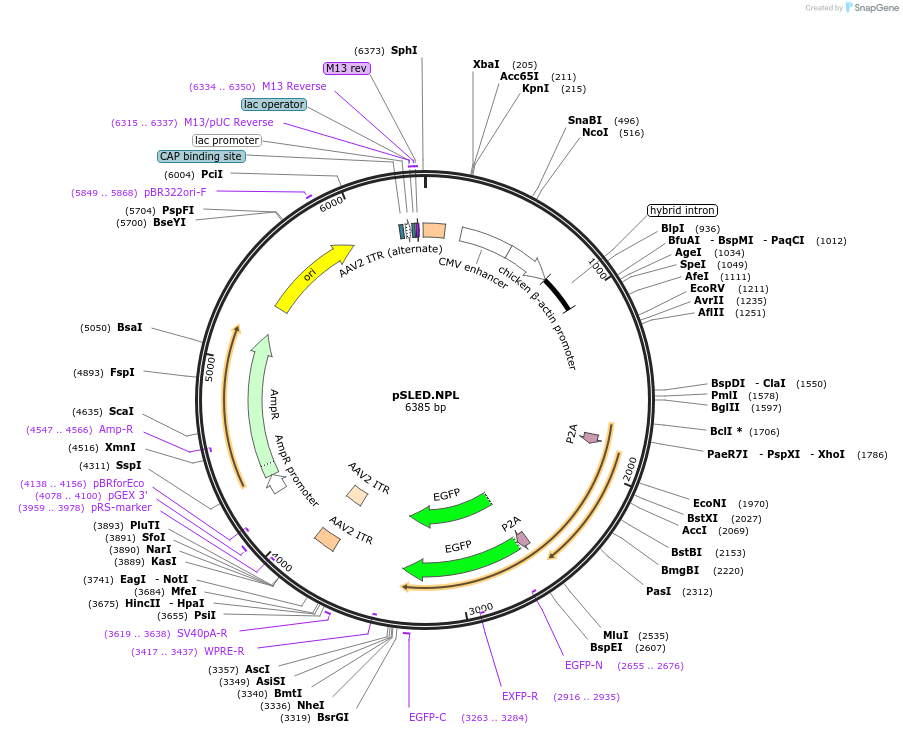 193014-plasmid-map-sequence-id-380196