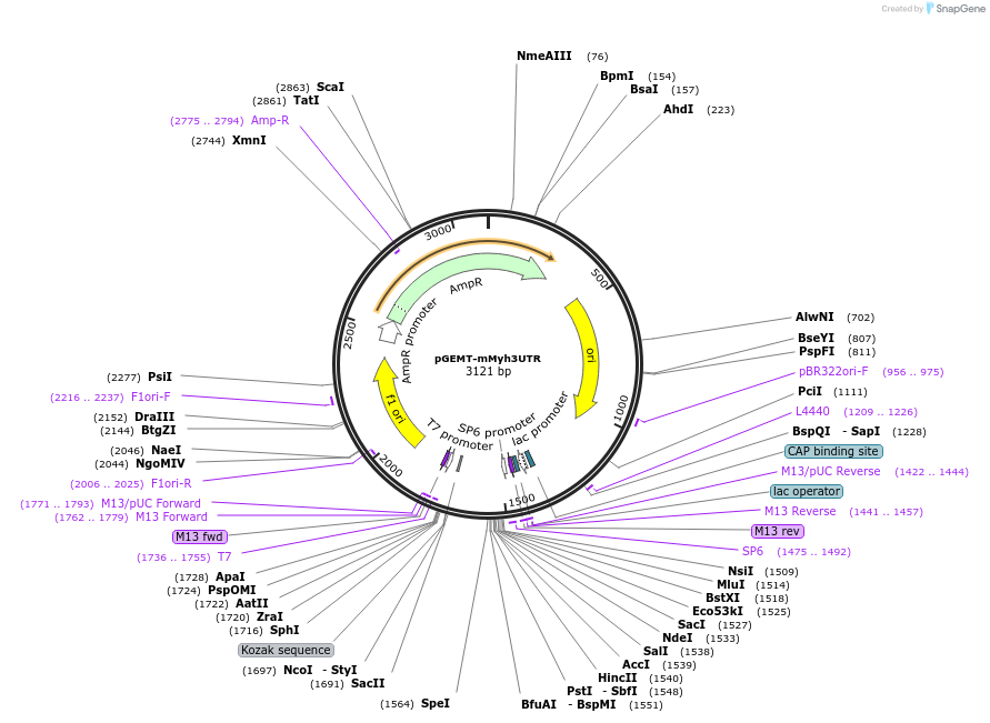 192844-plasmid-map-sequence-id-380201