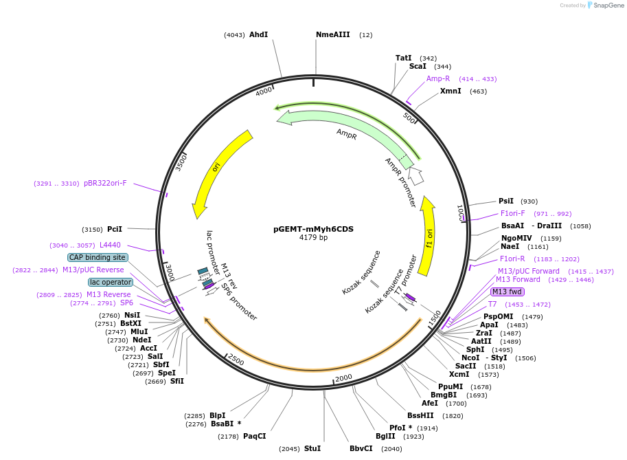 192847-plasmid-map-sequence-id-380204