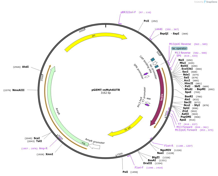 192848-plasmid-map-sequence-id-380205
