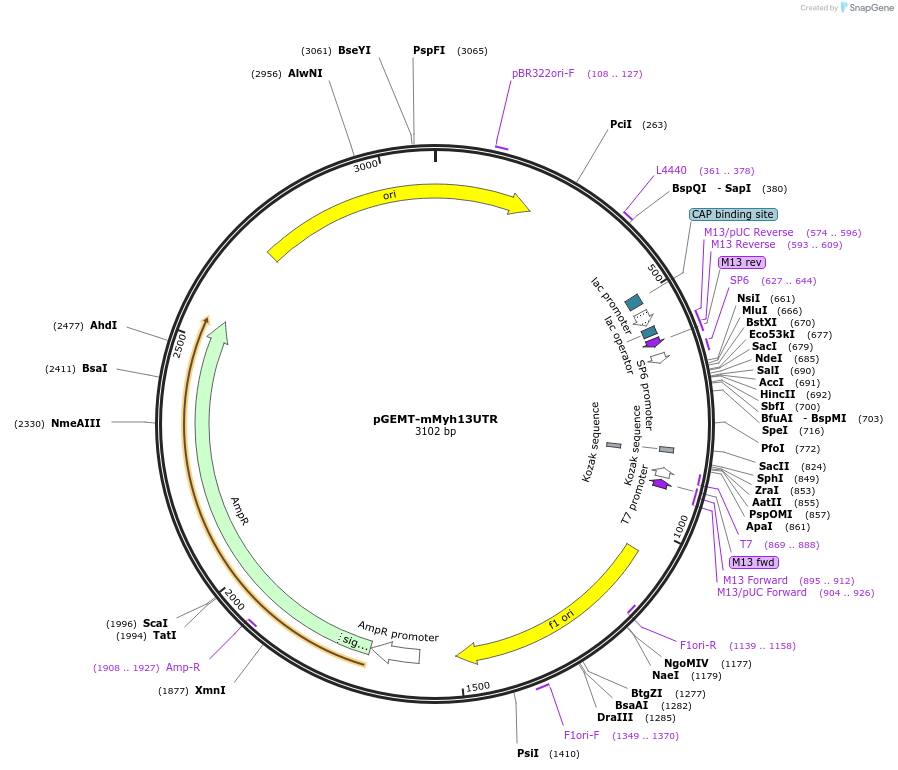 192854-plasmid-map-sequence-id-380219