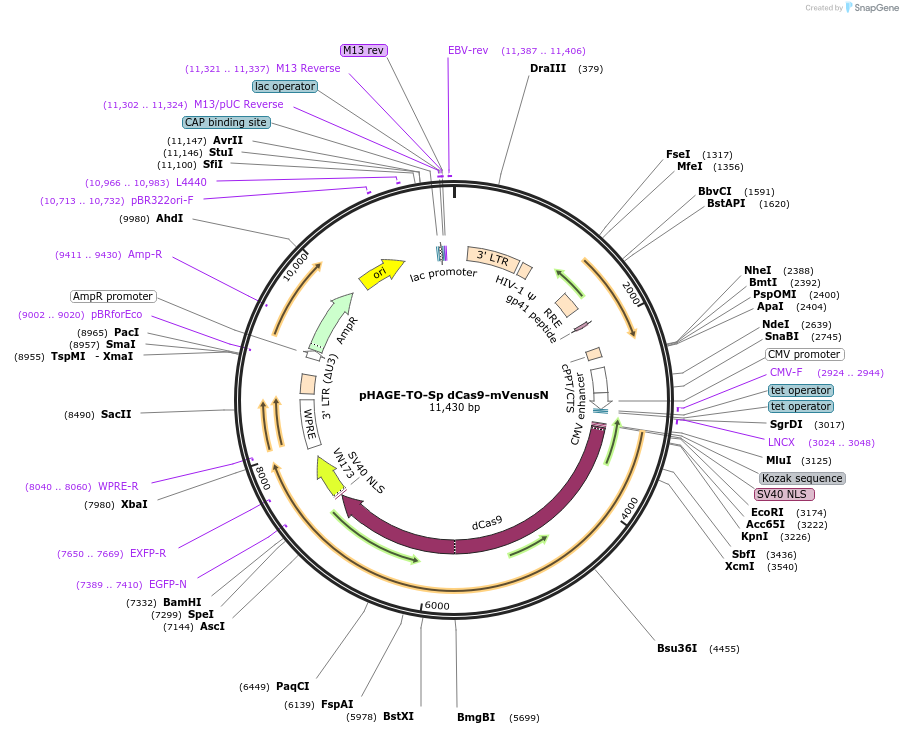 191396-plasmid-map-sequence-id-380224