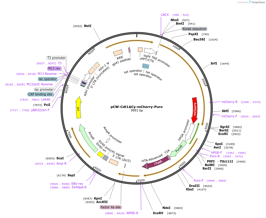 193764-plasmid-map-sequence-id-380225