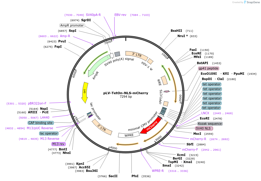 193762-plasmid-map-sequence-id-380227