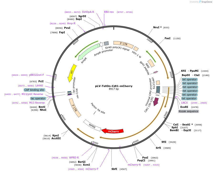 193760-plasmid-map-sequence-id-380235