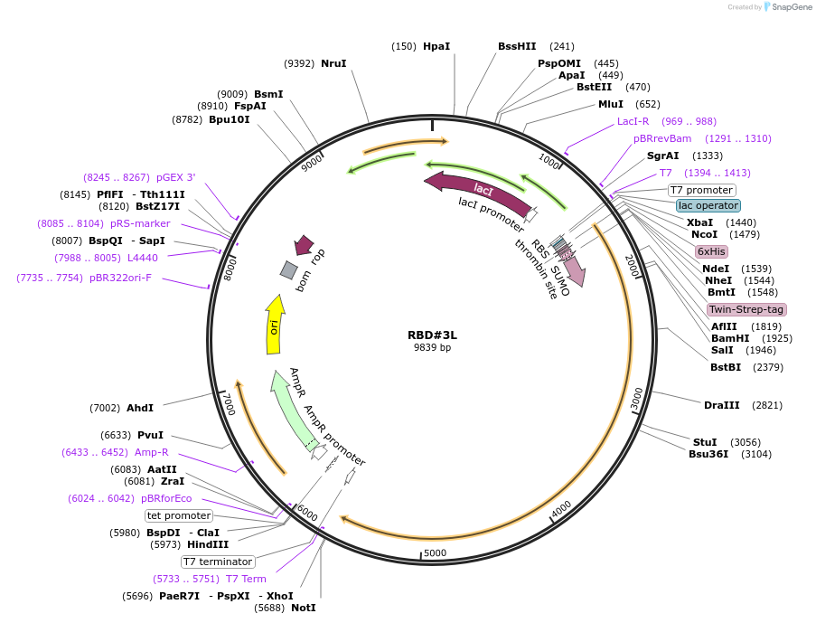 193020-plasmid-map-sequence-id-380237