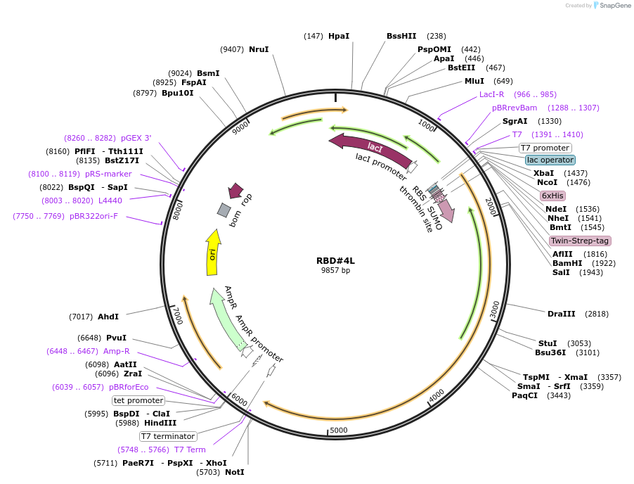 193021-plasmid-map-sequence-id-380240