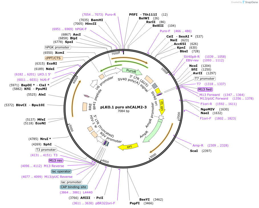 193701-plasmid-map-sequence-id-380242