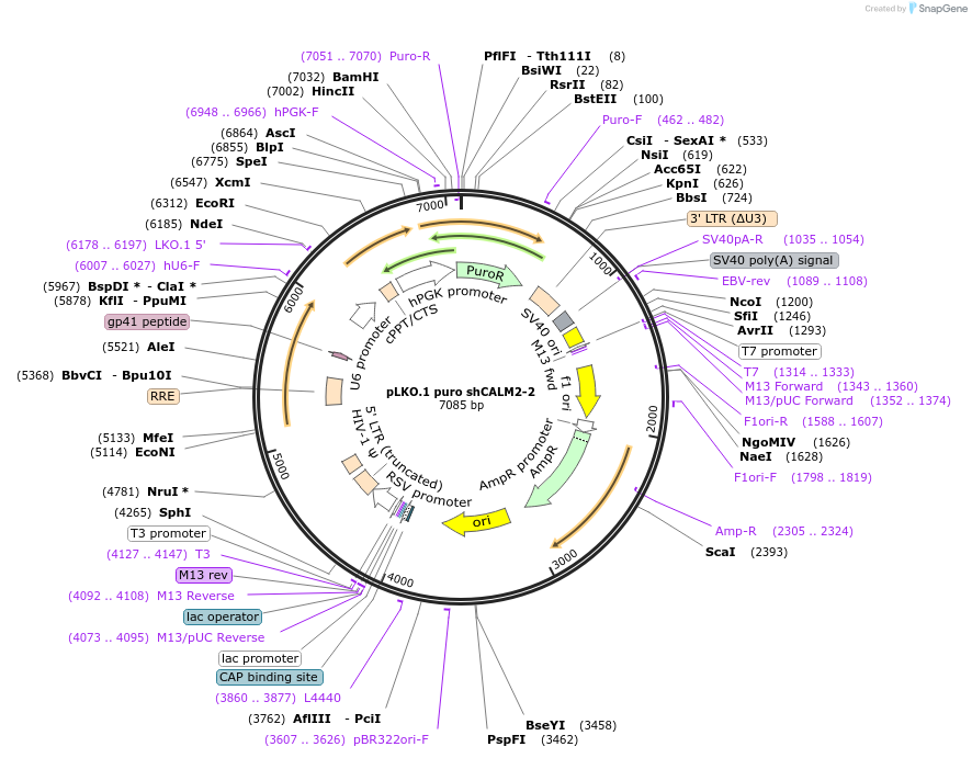 193700-plasmid-map-sequence-id-380243