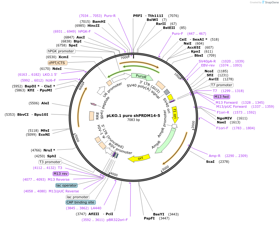 193698-plasmid-map-sequence-id-380245