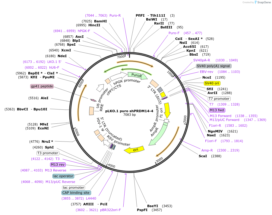 193697-plasmid-map-sequence-id-380246