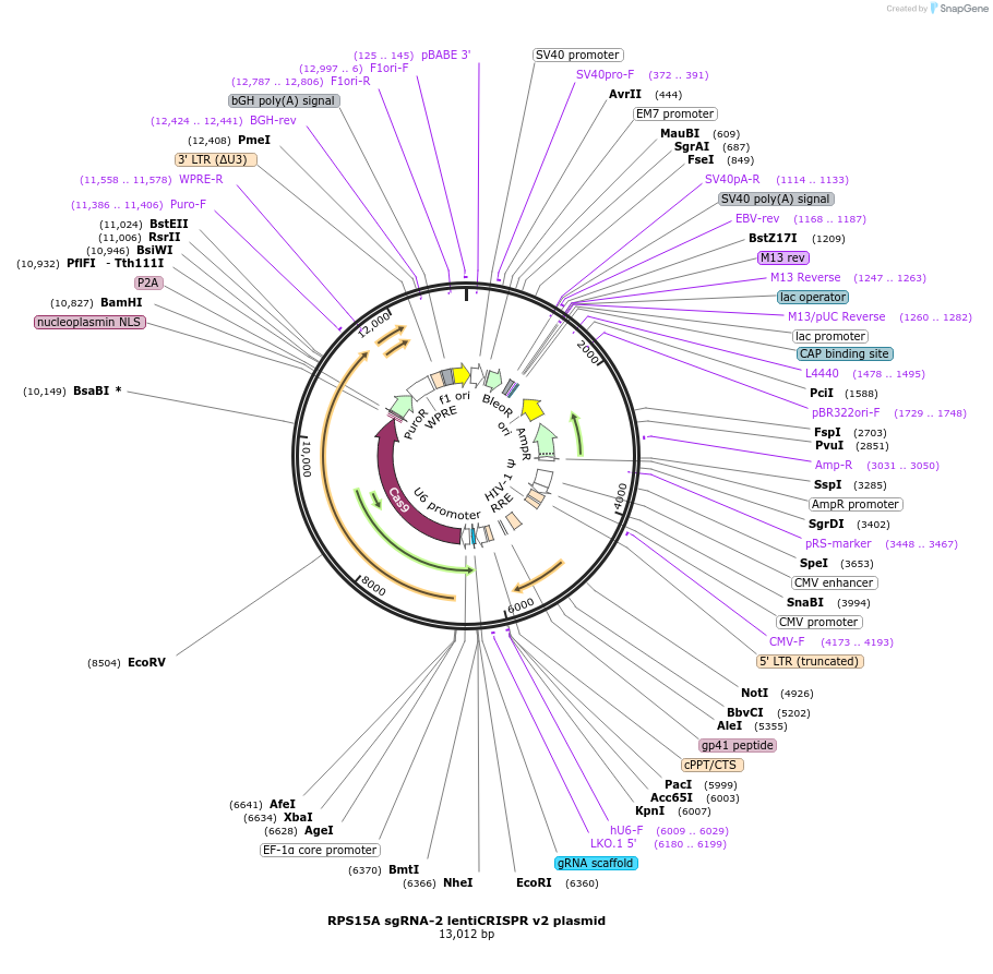 192228-plasmid-map-sequence-id-380247