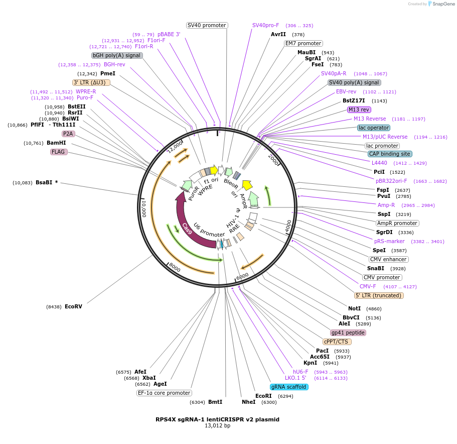 192231-plasmid-map-sequence-id-380249
