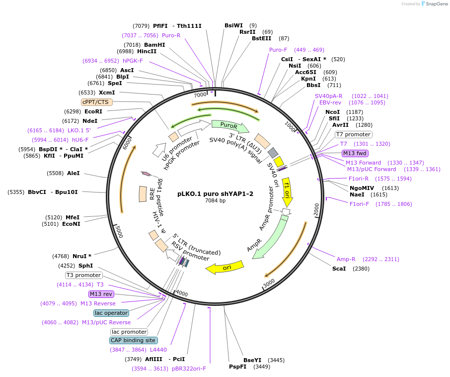 193693-plasmid-map-sequence-id-380254