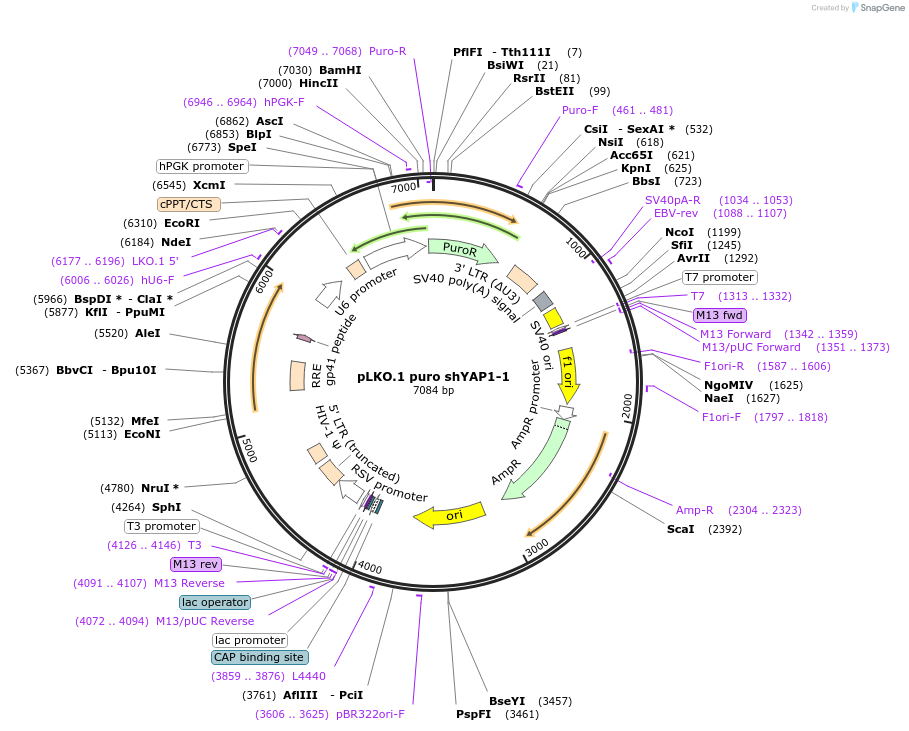 193692-plasmid-map-sequence-id-380256