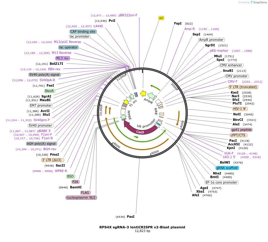 192233-plasmid-map-sequence-id-380259