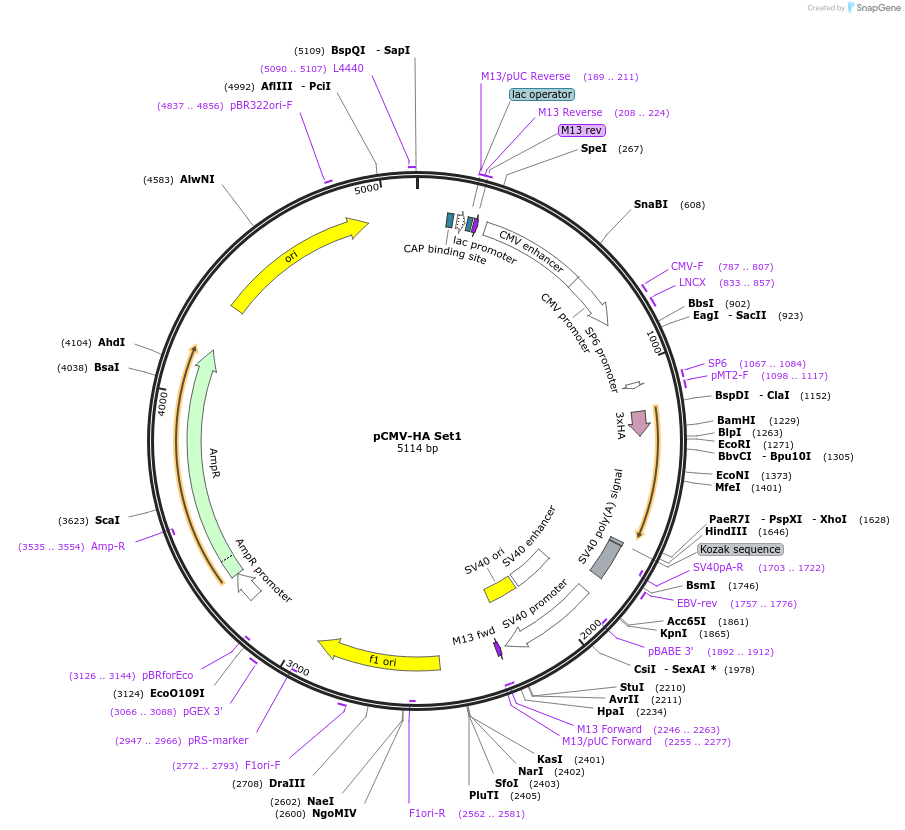 192219-plasmid-map-sequence-id-380267