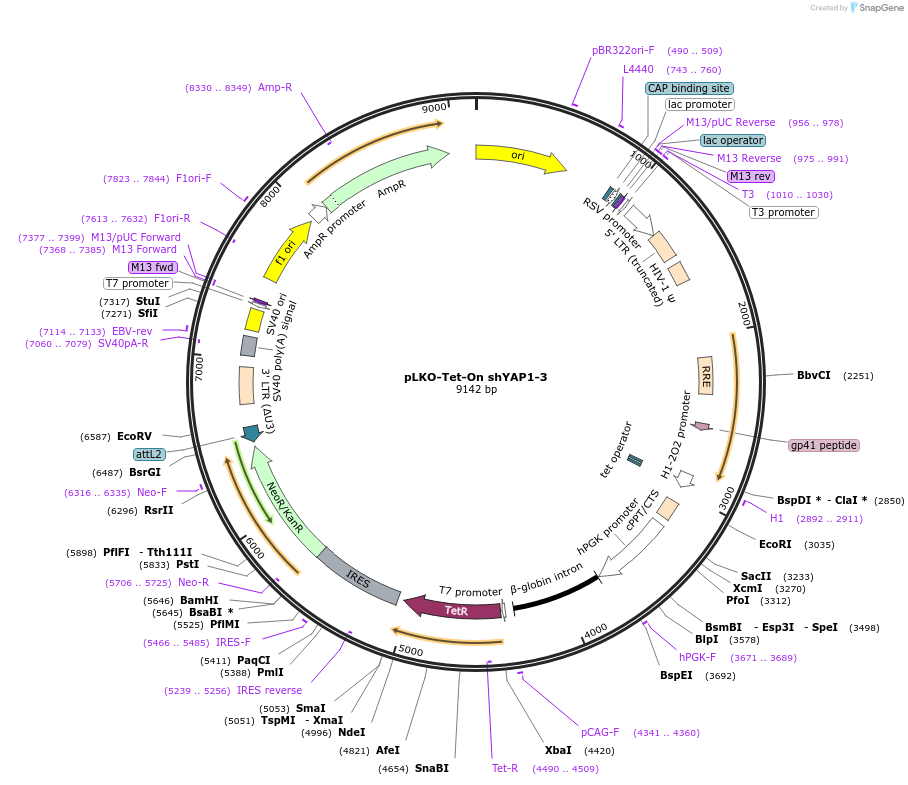 193666-plasmid-map-sequence-id-380290