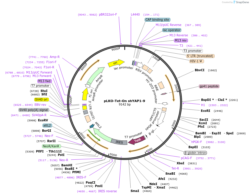 193668-plasmid-map-sequence-id-380292