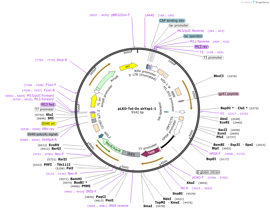 193669-plasmid-map-sequence-id-380294