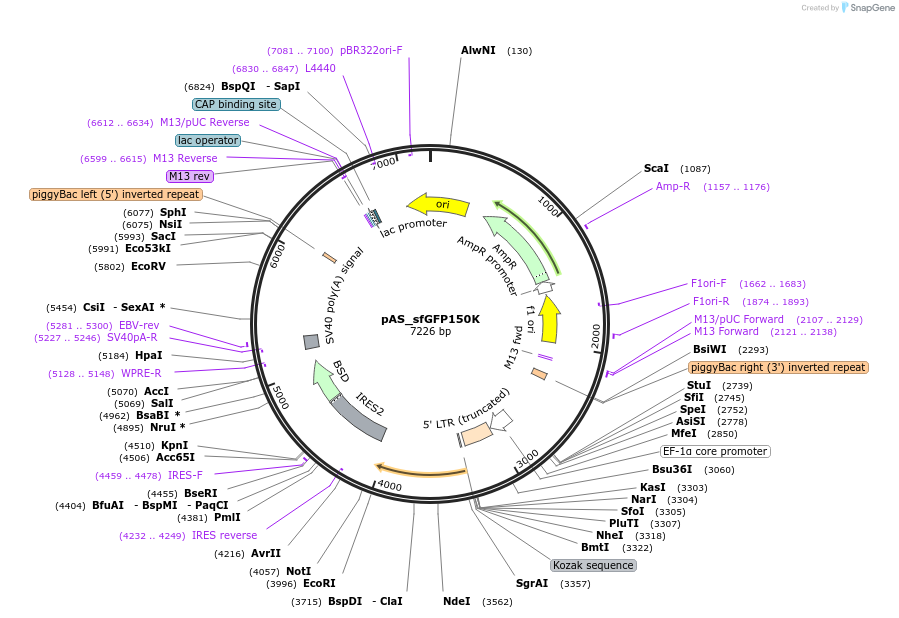 193313-plasmid-map-sequence-id-380314