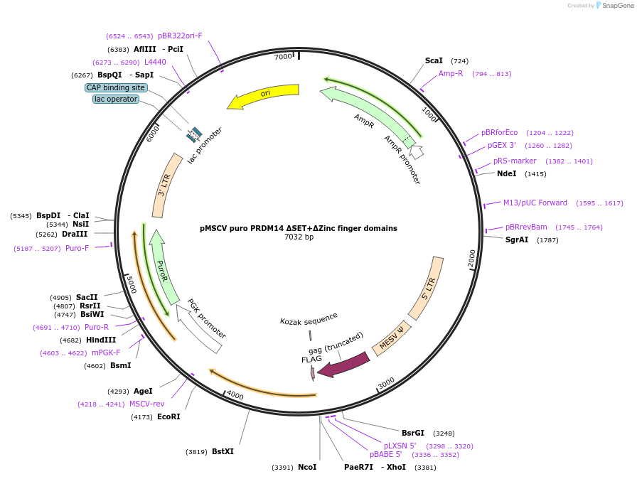 193678-plasmid-map-sequence-id-380327