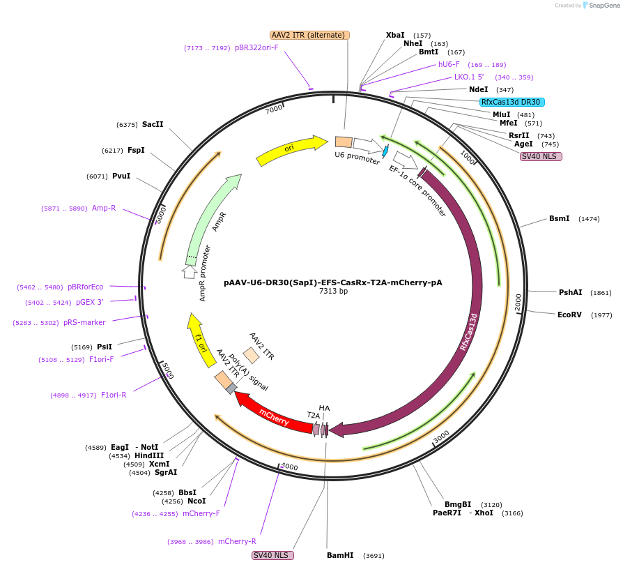 192481-plasmid-map-sequence-id-380339