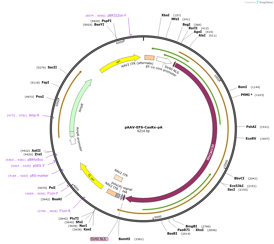 192482-plasmid-map-sequence-id-380340