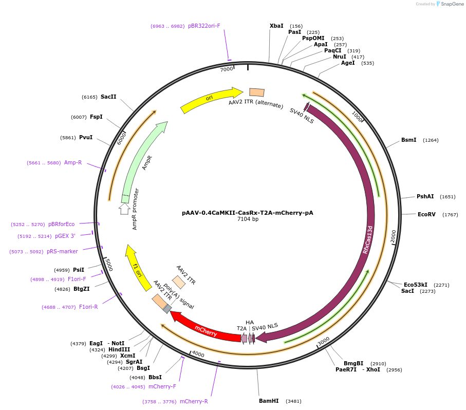 192483-plasmid-map-sequence-id-380342