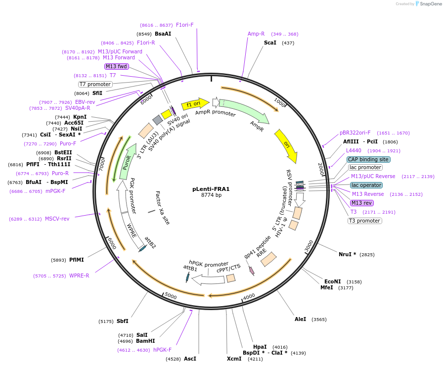 188665-plasmid-map-sequence-id-380343