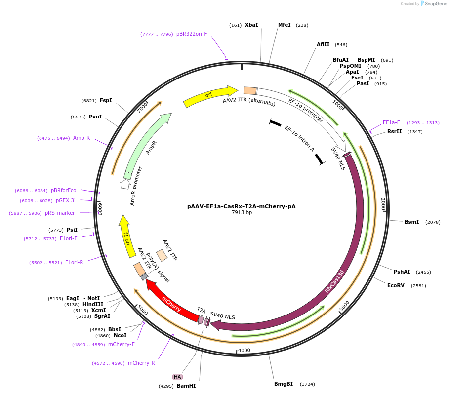 192484-plasmid-map-sequence-id-380344