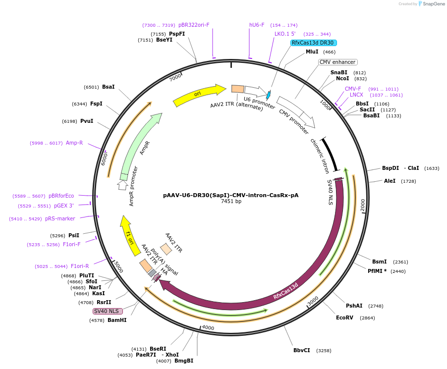 192485-plasmid-map-sequence-id-380345