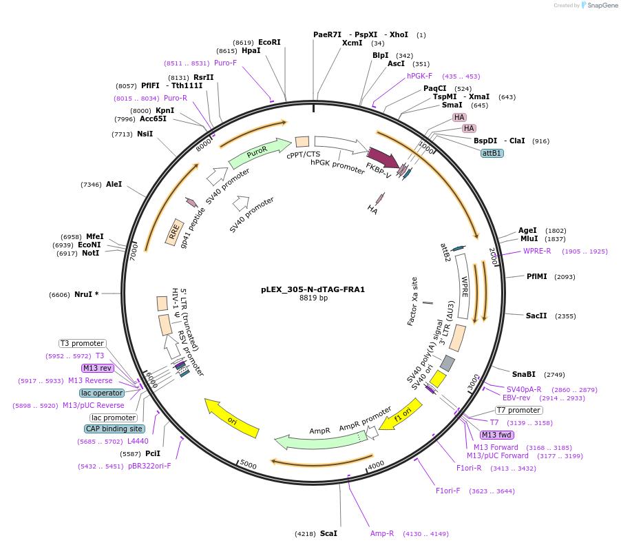 188742-plasmid-map-sequence-id-380346