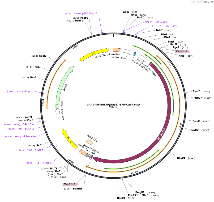 192488-plasmid-map-sequence-id-380375